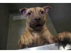 Adopt HAZEL PUP 6/CANDY CORN a Mixed Breed (Medium) / Mixed dog in Rome