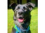 Adopt Kiko a Black - with White Labrador Retriever / Border Collie / Mixed dog
