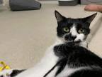 Adopt Magpie a Black & White or Tuxedo Domestic Shorthair / Mixed (short coat)