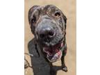 Adopt Tinker Toy a Shar Pei / Labrador Retriever / Mixed dog in San Diego