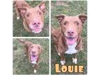 Adopt Louie - SPONSORED a Labrador Retriever / Boxer / Mixed dog in Pierceton