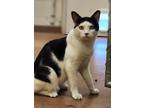 Adopt Donut a All Black Domestic Shorthair / Mixed Breed (Medium) / Mixed (short