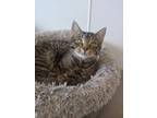 Adopt Dylan a Brown Tabby Domestic Shorthair / Mixed Breed (Medium) / Mixed