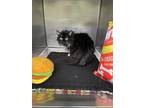 Adopt Relish a All Black Domestic Longhair / Mixed Breed (Medium) / Mixed (short