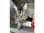 Adopt Mustard a Brown Tabby Domestic Longhair / Mixed Breed (Medium) / Mixed