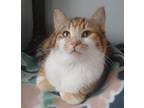 Adopt Clementine a Brown Tabby Domestic Shorthair / Mixed Breed (Medium) / Mixed