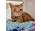 Adopt Tigger a Orange or Red Domestic Shorthair / Mixed Breed (Medium) / Mixed