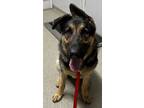 Adopt Balto a Black German Shepherd Dog / Mixed Breed (Medium) / Mixed (short