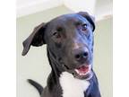Adopt Mozzie (Formerly Albert) a German Shorthaired Pointer / Hound (Unknown