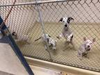 Adopt Colt 45 OT CL 1 5-14-24 a White Collie / Mixed Breed (Medium) / Mixed