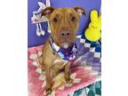 Adopt Blondie a Tan/Yellow/Fawn Mixed Breed (Small) / Mixed Breed (Medium) /