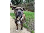 Adopt Alfy a Brindle American Pit Bull Terrier / Mutt / Mixed dog in Olympia