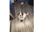 Adopt Oswald a White - with Brown or Chocolate Bearded Collie / American Pit