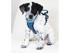 Adopt Looney Tunes Litter - Tweety Bird a Dalmatian / Cockapoo / Mixed dog in