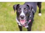 Adopt Gertie a Great Dane / Mixed Breed (Medium) / Mixed dog in Savage