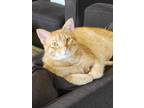 Adopt Pop a Orange or Red (Mostly) Domestic Shorthair (short coat) cat in