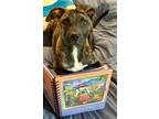 Adopt Peter a American Pit Bull Terrier / Mixed dog in Laingsburg, MI (41456113)