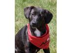 Adopt Harbor a Black - with White Terrier (Unknown Type, Medium) / Beagle /