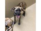 Adopt Lolly #15165 a Brindle Plott Hound / Mixed dog in Monroe, GA (41372131)