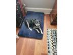 Adopt Roger a Black - with White Feist / Mixed dog in Holly Springs