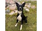 Adopt Benji--In Foster a Labrador Retriever