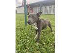 Adopt Boasso a Merle Golden Retriever / Mixed Breed (Medium) / Mixed (short