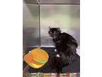 Adopt Mayonnaise a All Black Domestic Longhair / Mixed Breed (Medium) / Mixed