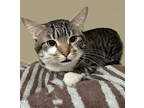 Adopt Nova a Brown Tabby Domestic Shorthair / Mixed Breed (Medium) / Mixed