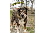 Adopt Maxwell a Tricolor (Tan/Brown & Black & White) Bernese Mountain Dog /