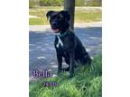 Adopt Bella a Black Labrador Retriever / Mixed dog in Oak Ridge, TN (41054457)