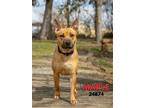 Adopt Maple a Red/Golden/Orange/Chestnut Carolina Dog / Black Mouth Cur / Mixed