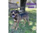 Adopt Midori a Brown/Chocolate - with Black German Shepherd Dog / Australian