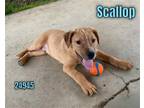Adopt Scallop a Tan/Yellow/Fawn Boxer / Mixed dog in Oak Ridge, TN (41220291)