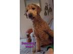 Adopt Doodlebug - Labradoodle - $55 Adoption Fee a Red/Golden/Orange/Chestnut