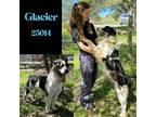 Adopt Glacier a White - with Black Great Pyrenees / Australian Shepherd / Mixed