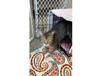 Adopt Venus a Brown Tabby American Shorthair (short coat) cat in Boonville