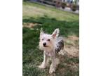 Adopt Roscoe a Chinese Crested dog in Windsor, CO (41379522)