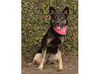 Adopt Simone a Shepherd (Unknown Type) / Australian Kelpie / Mixed dog in Dana