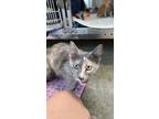 Adopt Luna a Calico or Dilute Calico American Shorthair (short coat) cat in