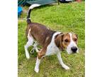 Adopt Max a Brown/Chocolate Beagle / Mixed Breed (Medium) / Mixed (short coat)
