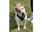 Adopt Ziva a White Mixed Breed (Small) / Mixed Breed (Medium) / Mixed (short