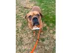 Adopt Jacks a Tan/Yellow/Fawn Boxer / Mixed Breed (Medium) / Mixed (short coat)