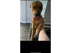Adopt Bella a Red/Golden/Orange/Chestnut - with White Bullmastiff / Mixed dog in