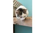 Adopt Harley a White American Shorthair (short coat) cat in Boonville