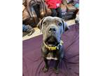 Adopt Halo a Gray/Blue/Silver/Salt & Pepper Cane Corso / Mixed dog in Hubbard