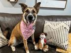 Adopt Bailey Boop Pasadena a Brown/Chocolate German Shepherd Dog dog in Twin