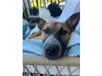Adopt Burgundy French Vacation a Tan/Yellow/Fawn Labrador Retriever dog in Twin