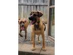 Adopt Meg (CAT FRIENDLY!!) a Tan/Yellow/Fawn - with Black German Shepherd Dog /