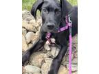 Adopt Valentino a Black - with White Great Dane / Mixed dog in Iron Station