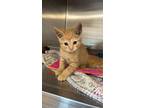 Adopt Misstrey a Orange or Red American Shorthair (short coat) cat in Boonville
